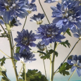青いキク。 Blue chrysanthemum