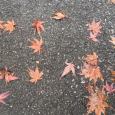 美しい濡れ落ち葉。　Fallen leaves