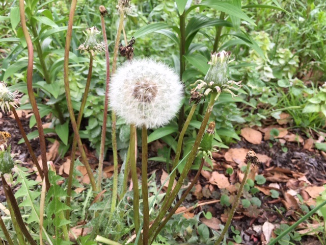 Dandelion fluff