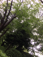 Chorus of cicadas in the rain