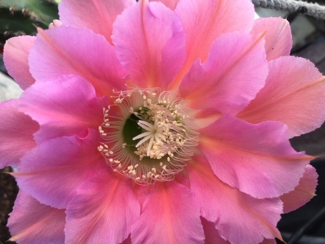 Echinopsis