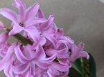 Pink hyacinth