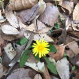 公園歩き。 Dandilion