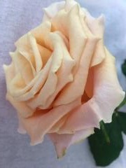 Long lasting rose