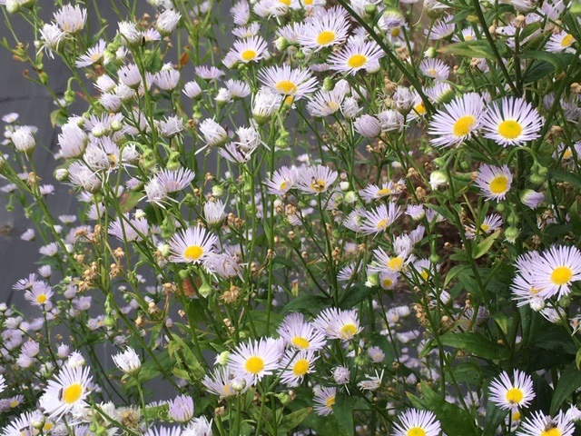 Annual fleabane