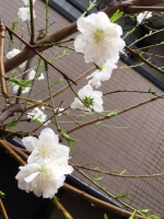 Cherry blossoms white