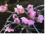 Plum blossoms_pink2