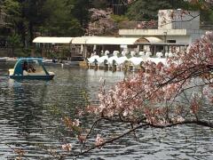 Inokashira park