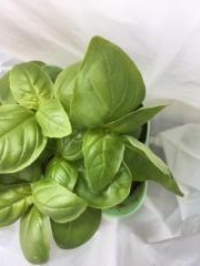 070422 Basil