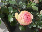 210422 Rose in Y