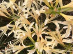 White spider lily