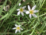 White flowers