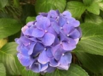 060722 Hydrangea