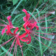 彼岸花。Red spider lily