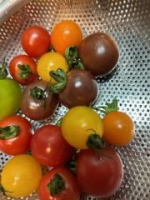 Small tomatoes