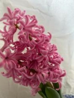 Hyacinth