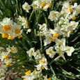 群生。 Narcissuses