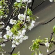 せっかち。 Sakura white blossoms