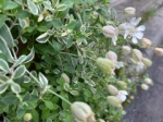 White flowers