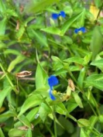 Asiatic dayflower