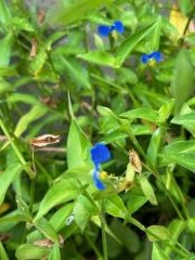 Asiatic dayflower