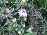 Passionflower_3