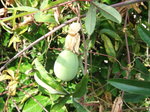 Passionflowerfruit