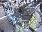 Bicyclewithflower