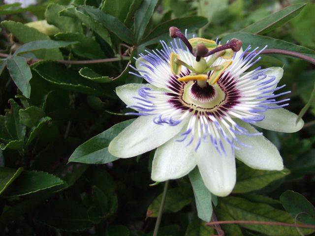 おそらく今年最後。　Passion flower