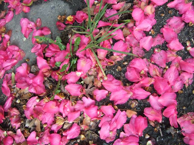 散るらむ。　Camellia sasanqua