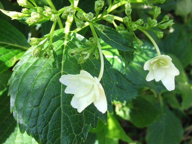 隅田の花火！