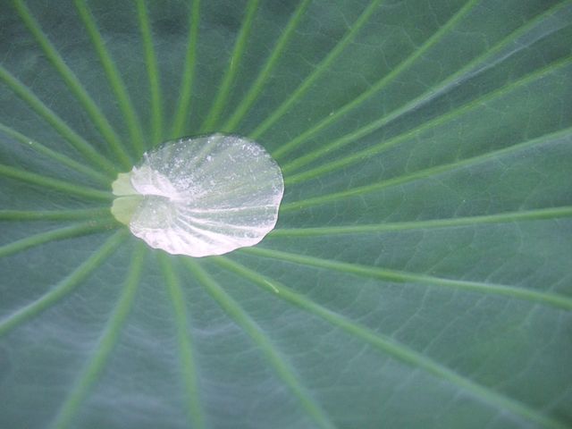 空を映す鏡。
