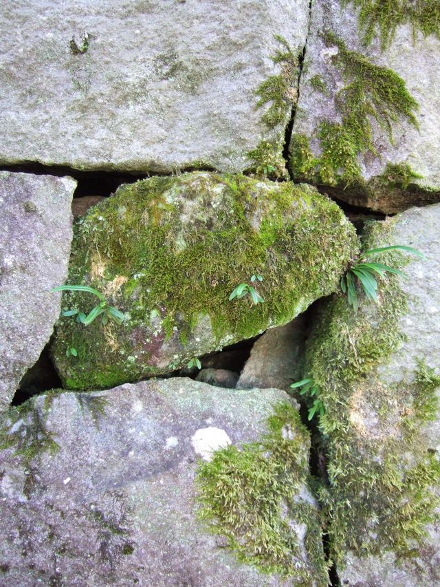 苔むす石にも意味が。 Moss