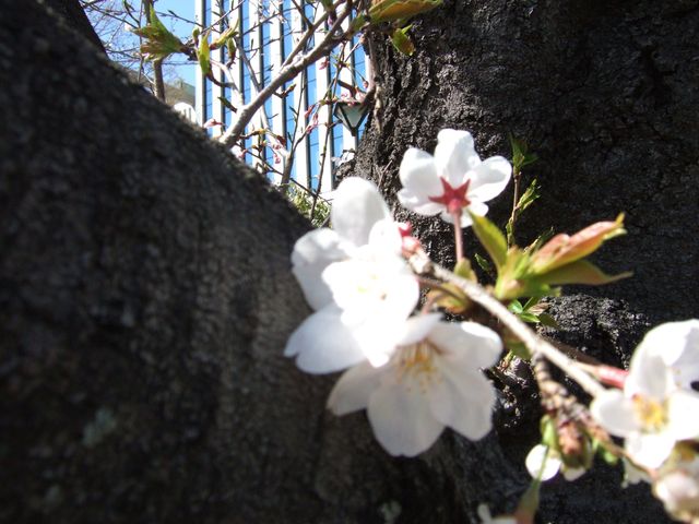麗らか。