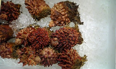 海のパイナップル。  Sea squirt
