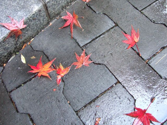 足元に。　Autumnal tints