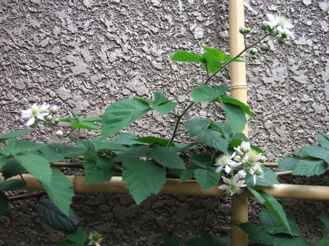 コンクリートに竹。　 Bamboo fence