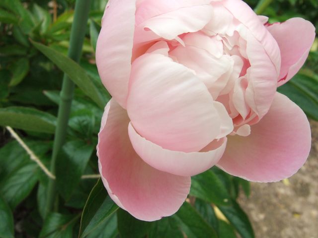 芍薬のお勉強。　Chinese peony