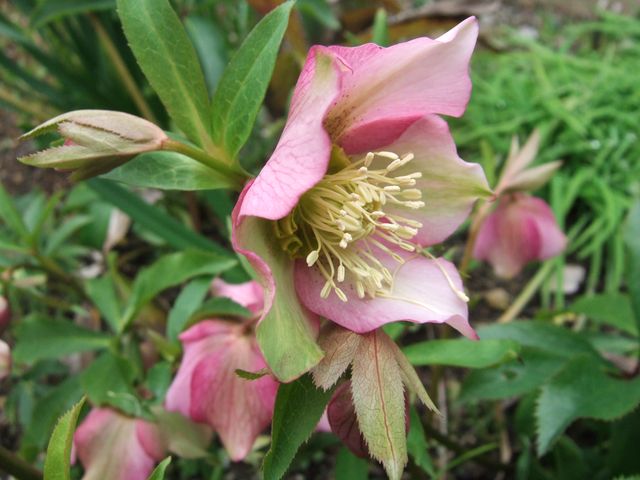 改心？ 勇気？　Christmas rose