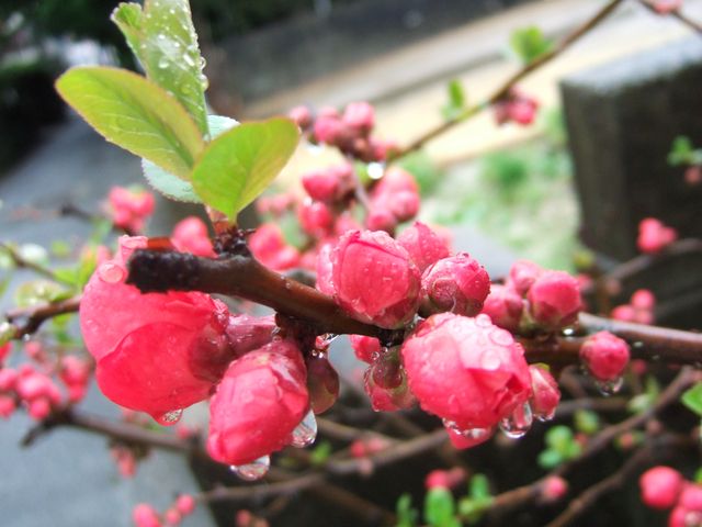 木瓜。　Flowering Quince