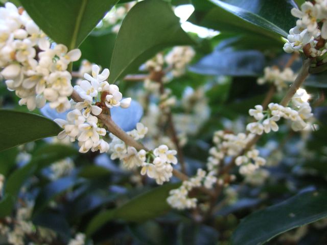 金の次は銀。　Fragrant olive