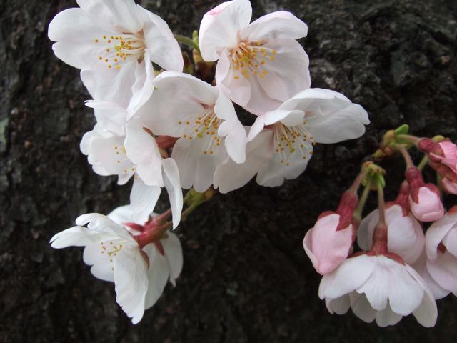 お待ちしておりました。　Cherry blossoms