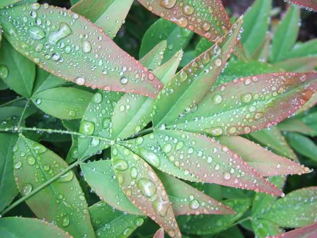 五月雨ですか。 Water drops