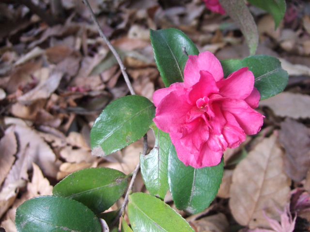 寒椿。 Camellia Shishigashira