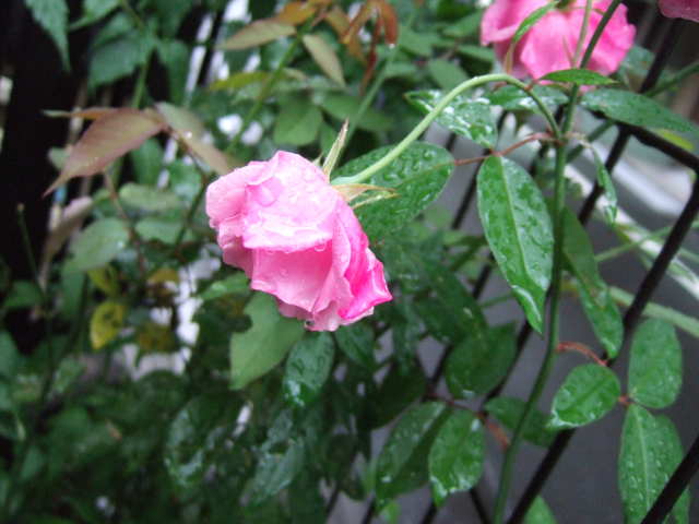 雨の中の薔薇。 Roses in the rain