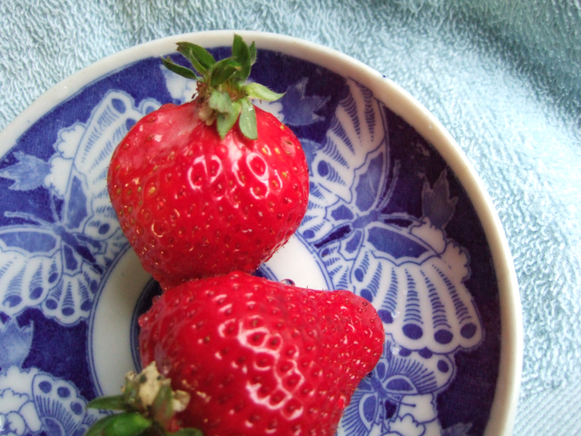 春の艶赤。 Amaou strawberry