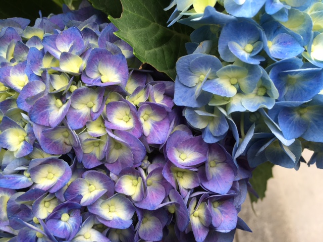 青紫 + 青。Hydrangea