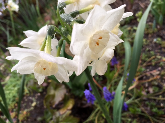 白水仙　White daffodil