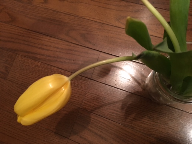 蕾みから17日目。 Yellow tulip