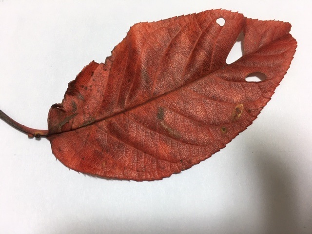 美しいのに。 Fallen leaf